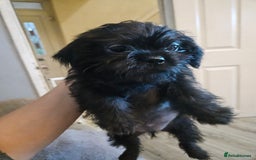 Mixed Breed dogs for sale: Shitzu cross pug - Image 3