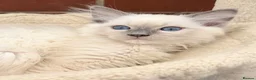 Ragdoll cats for sale: Stunning GCCF reg kittens available to 5* homes.  - Advert 23