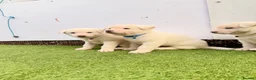 Akita dogs for sale: Akita puppy’s for sale in Birmingham - Advert 11
