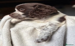 Sprocker dogs for sale: unbelievably marked sprockers 😍 - Image 20