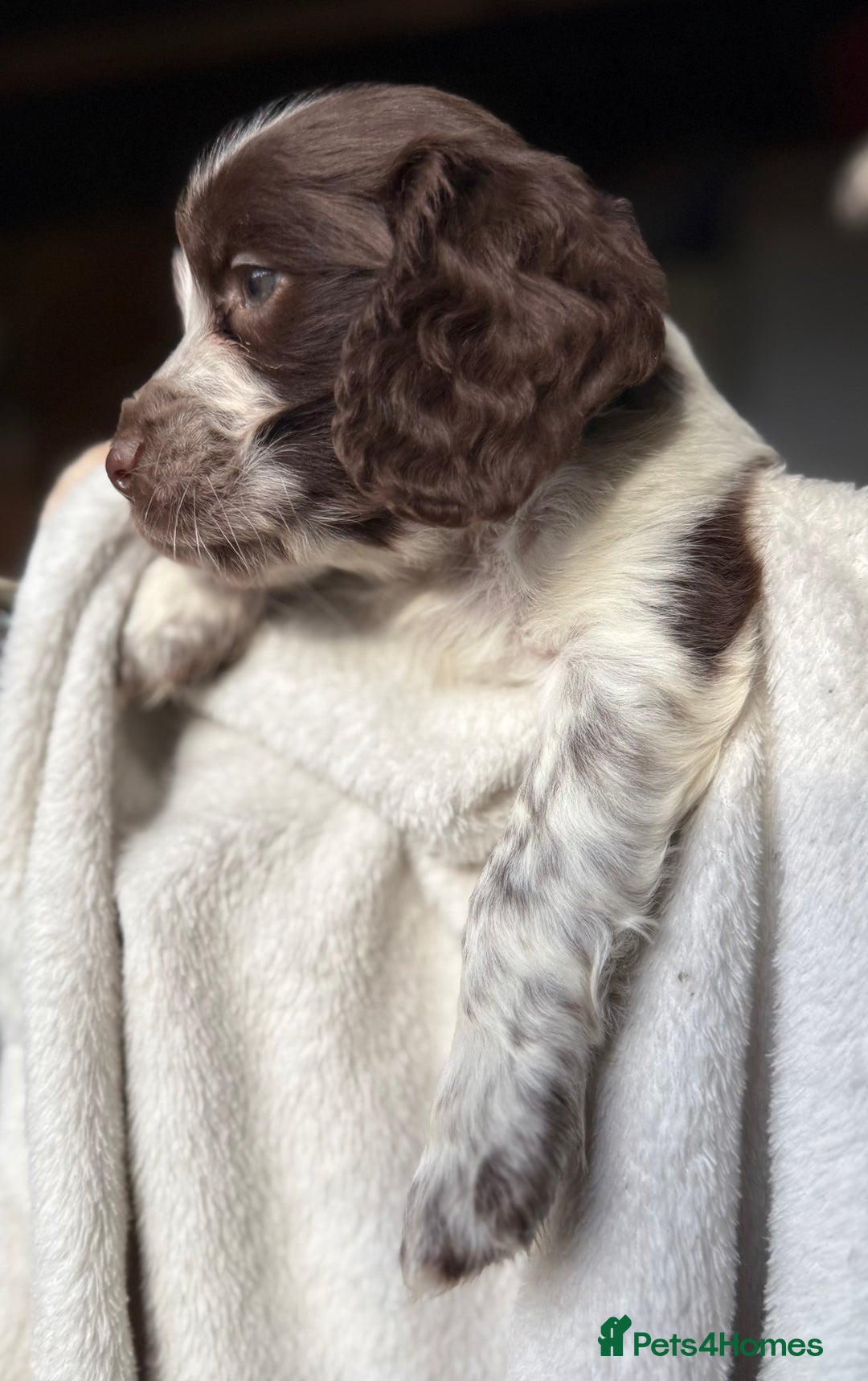 Sprocker dogs for sale: unbelievably marked sprockers 😍 - Image 20