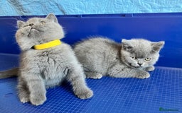 British Shorthair cats for sale: GCCF registered ChampionBloodline 5GENpedigree BSH - Image 21