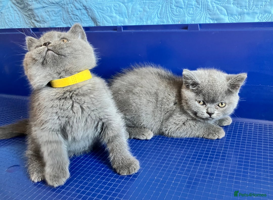 British Shorthair cats for sale: GCCF registered ChampionBloodline 5GENpedigree BSH - Image 21