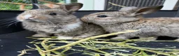 Mini Lop rabbits for sale: 🐰 Pure Bred Mini Lop Bunnies 🐰 - Advert 15