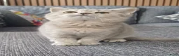 Scottish Fold cats for sale: Affectionate Lovable Scottish Babies - Advert 5