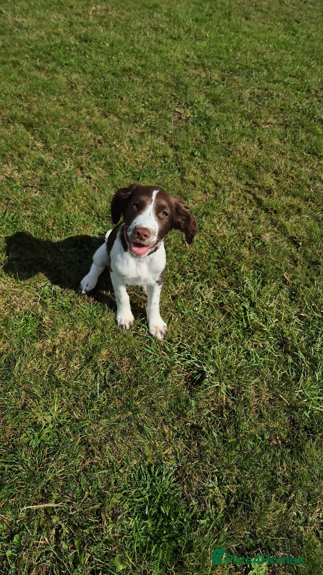 Sprocker dogs for sale: 9month Sprocker pup in Pembroke Dock - Advert 2
