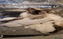 Ragdoll cats for sale: Ragdoll kittens looking for forever homes - Advert 10