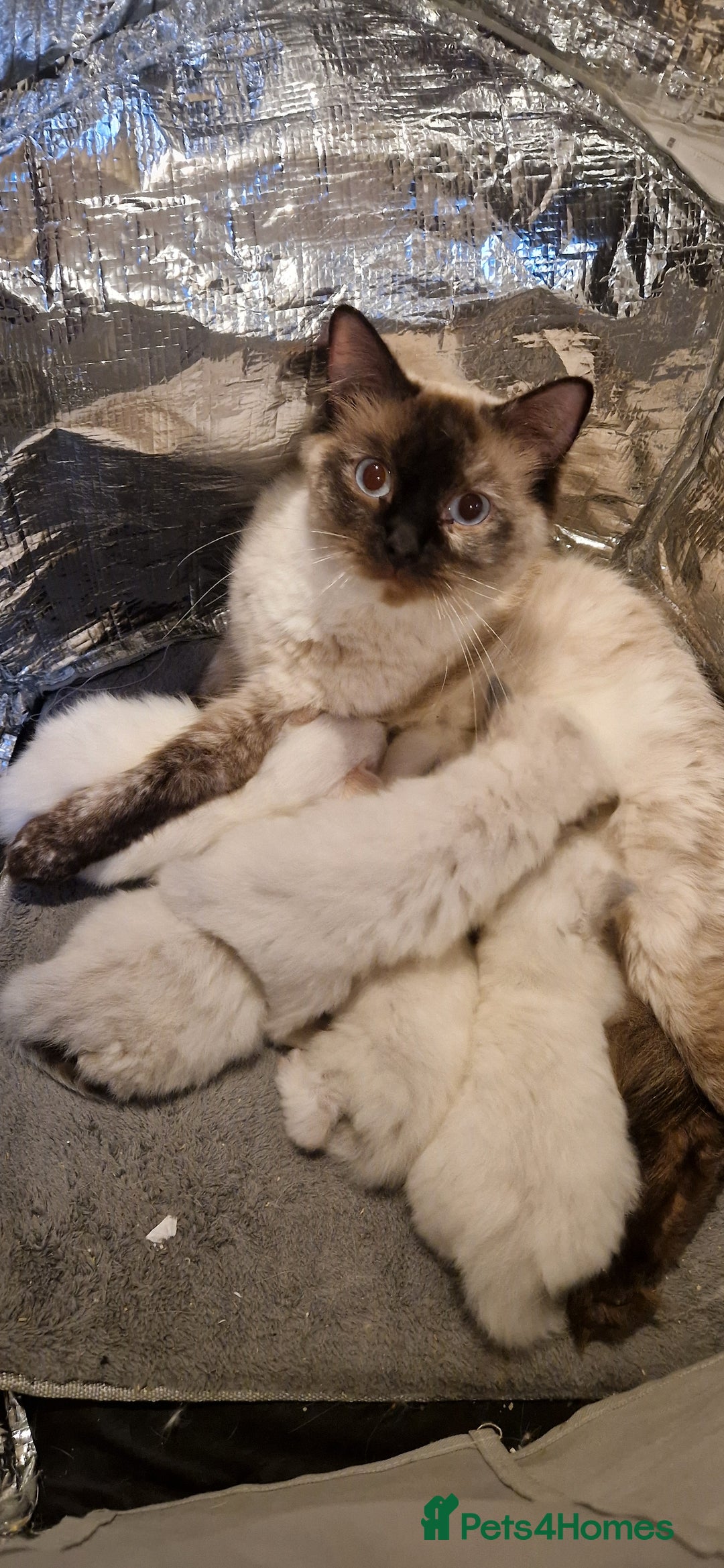 Ragdoll cats for sale: Ragdoll kittens looking for forever homes - Advert 10