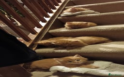 Persian cats for sale: Persian X Beautiful friendly ginger kittens  - Image 1