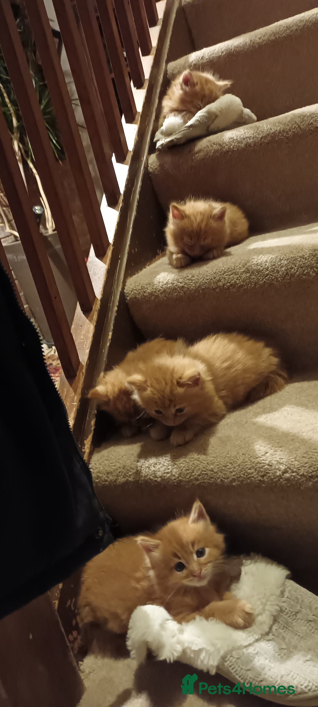 Persian cats for sale: Persian X Beautiful friendly ginger kittens  - Image 1