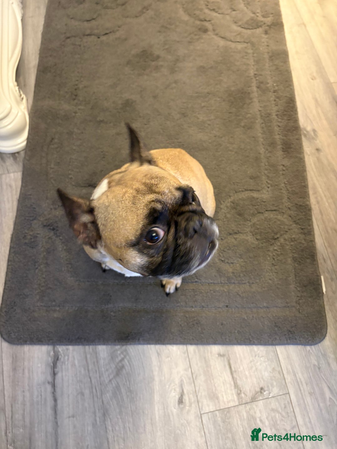French Bulldog dogs for sale: Frenchies  - Advert 10