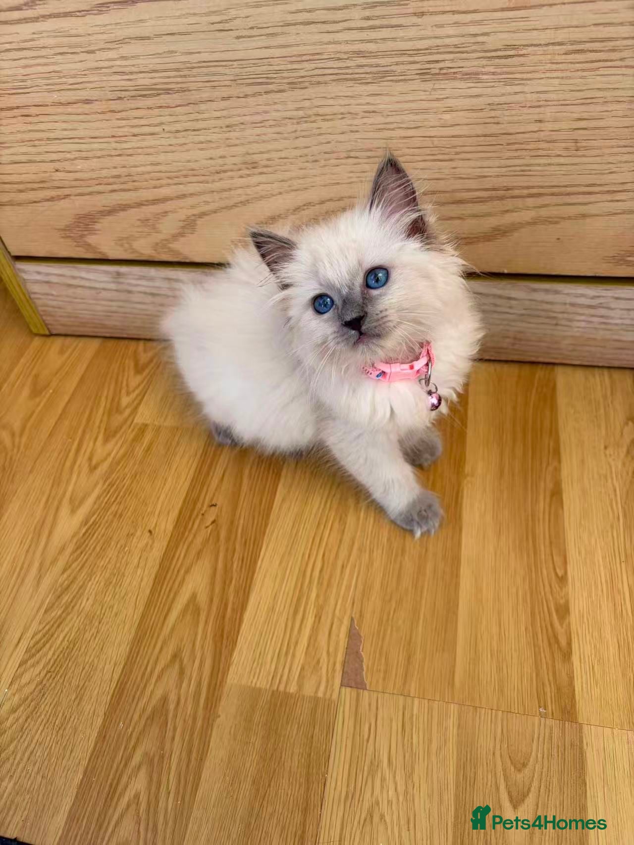 Ragdoll cats Ragdoll kittens for sale - Advert 4