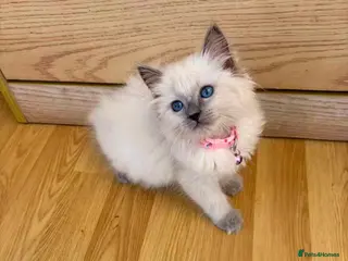 Ragdoll cats Ragdoll kittens for sale - Advert 4