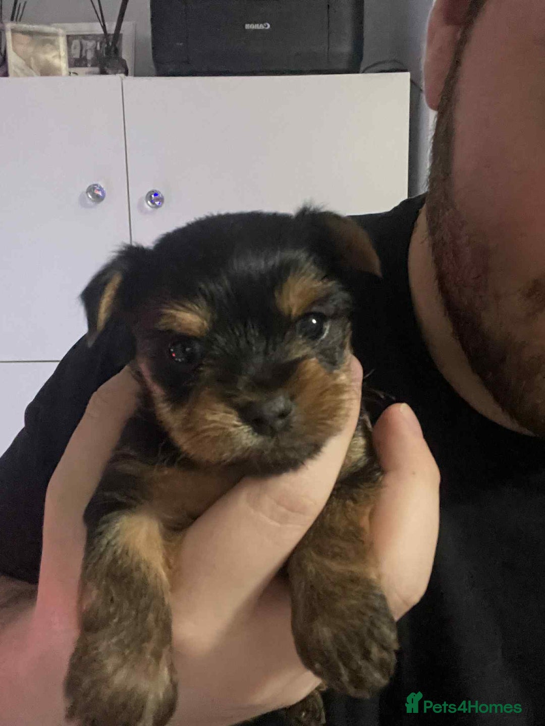 Yorkshire Terrier dogs for sale: Tiny Yorkshire Terrier GIRL - Advert 6