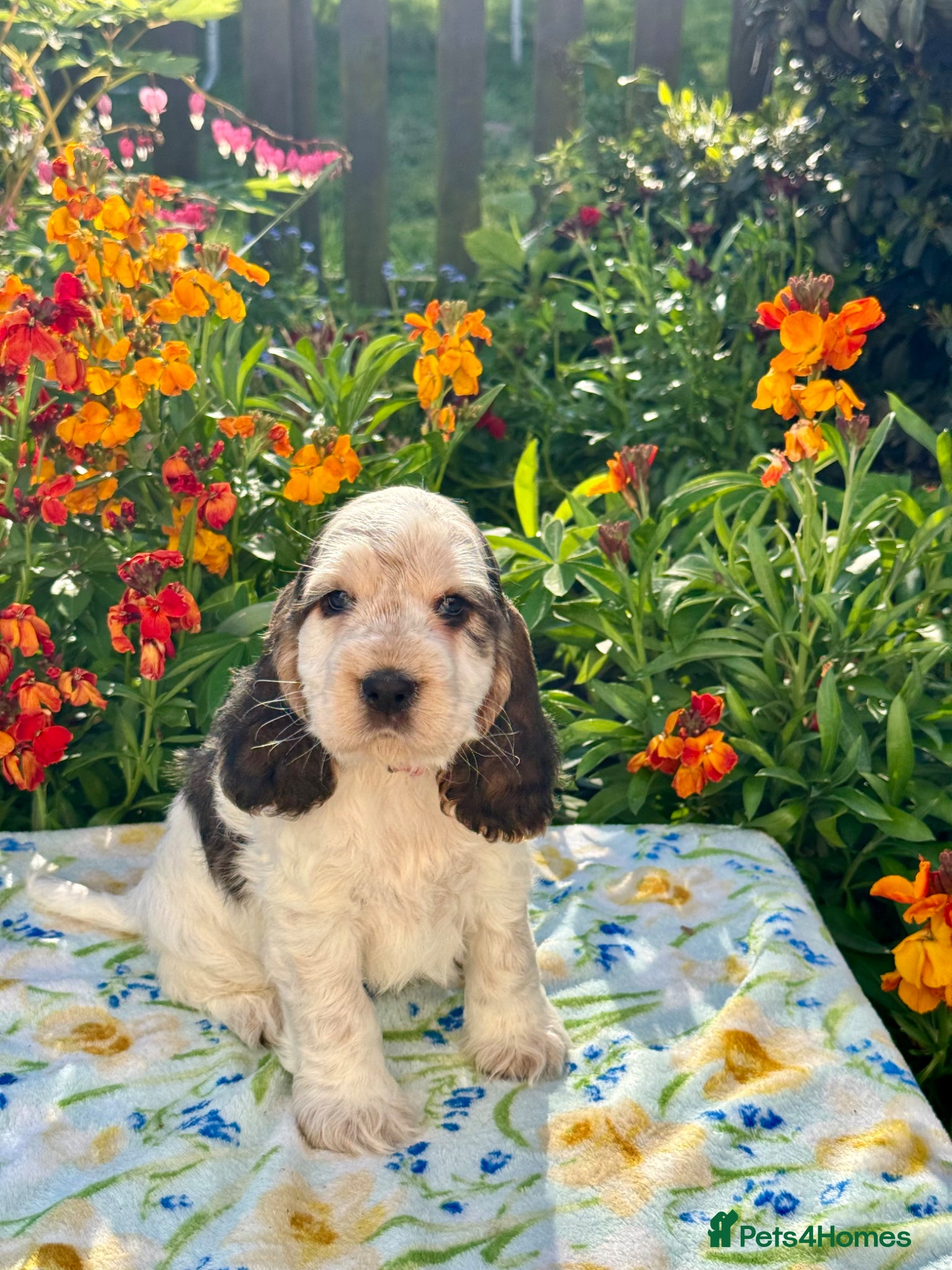 Cocker Spaniel dogs Kc reg dna tested girl show type cocker puppy - Advert 1