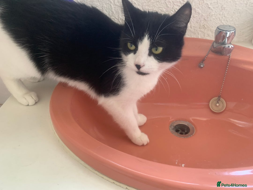 Mixed Breed cats for sale: Black and White Tiny Cat  - Image 1