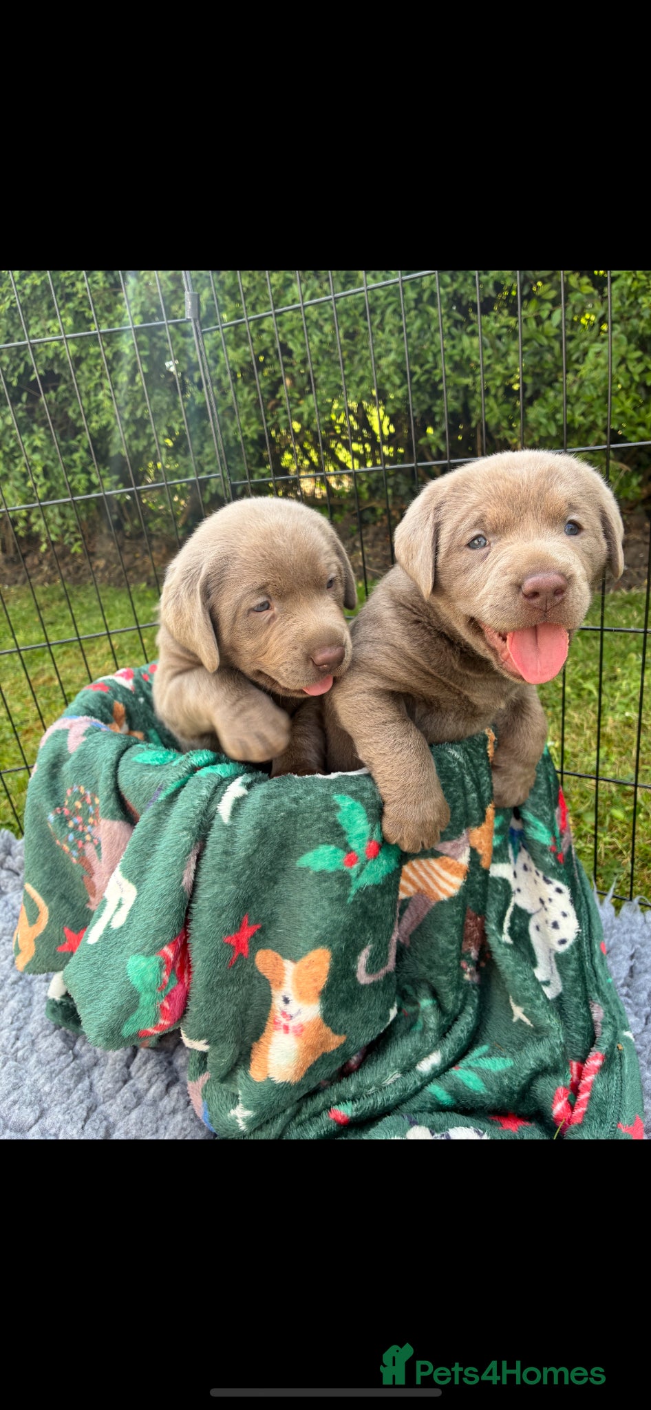 Labrador Retriever dogs Gorgeous Silver Labrador Puppies  - Advert 1
