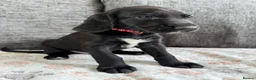 Mixed Breed dogs for sale: READY TO LEAVE NOW!  - Advert 11