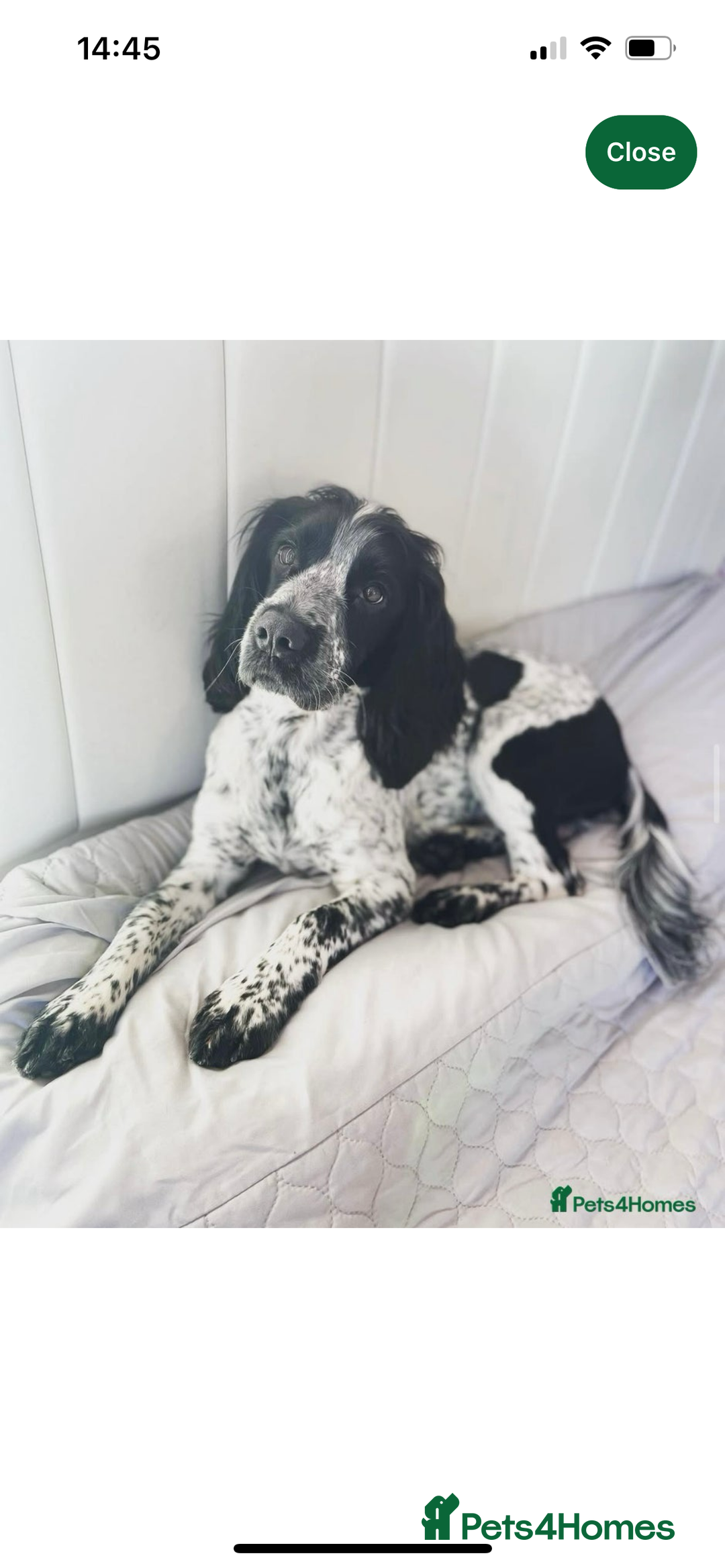 Sprocker dogs for sale: Beautiful Sprocker Spaniel Puppies  - Advert 15