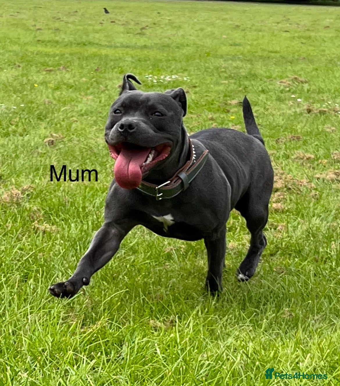 Staffordshire Bull Terrier dogs 🏆Blue staffordshire puppies ⭐️Ready 24th dec  - Advert 2