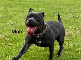 Staffordshire Bull Terrier dogs 🏆Blue staffordshire puppies ⭐️Ready Christmas Eve - Advert 1