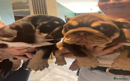 English Bulldog dogs for sale: Black/tan male reduced  - Image 4