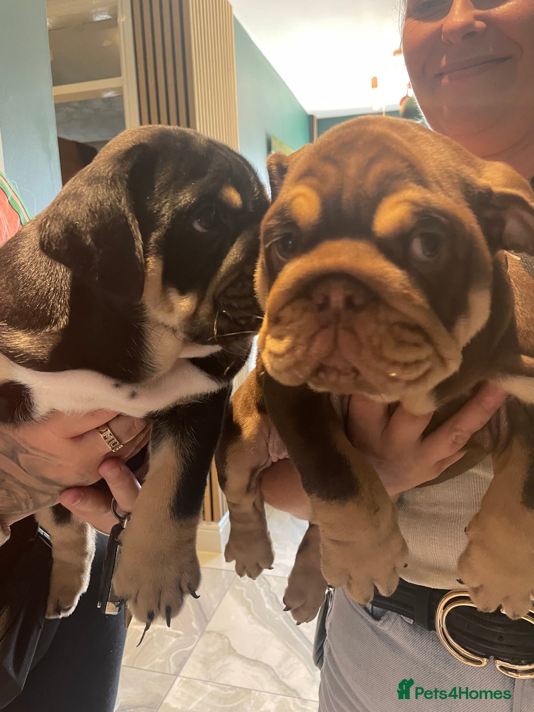 English Bulldog dogs for sale: Black/tan male reduced  - Image 4