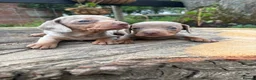 Dachshund dogs for sale: Beautiful Dachshund pups in Whitby - Advert 16