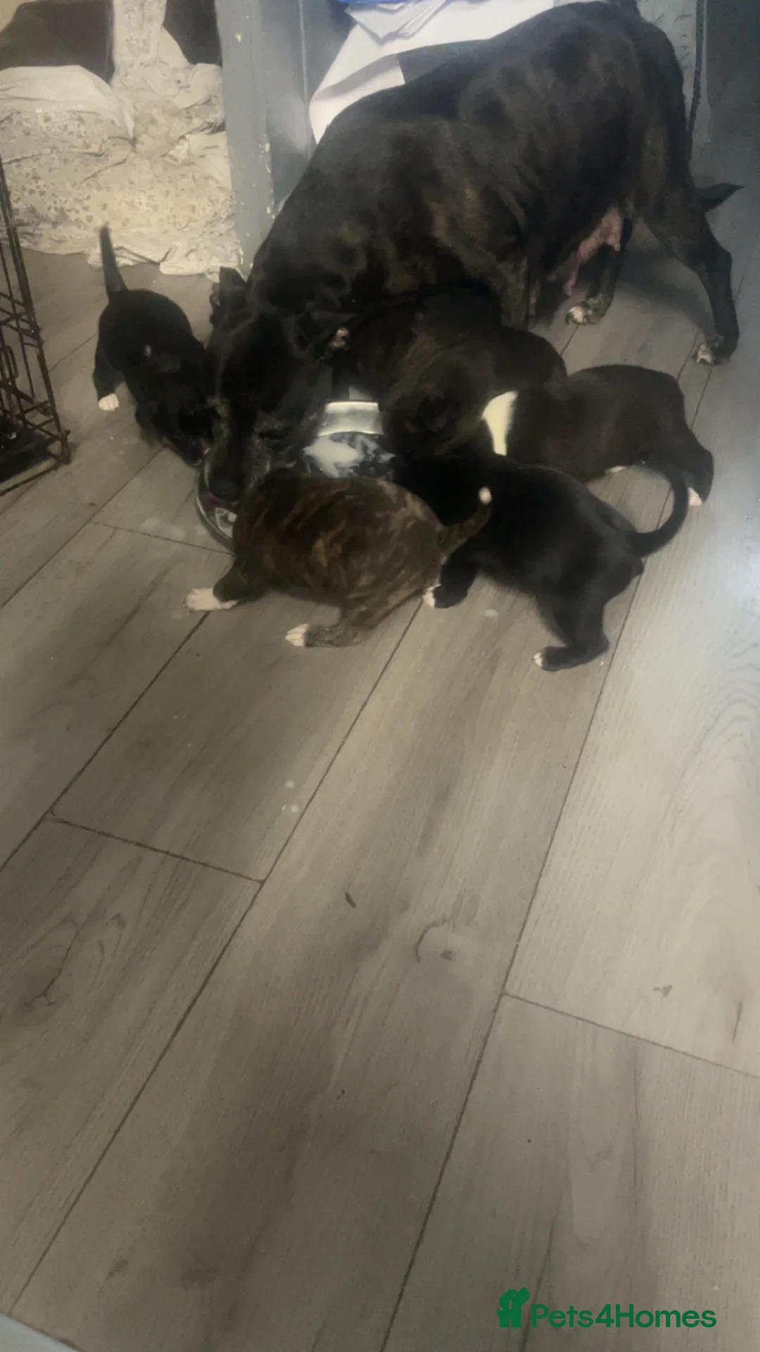 Mixed Breed dogs for sale: 3 Female Staffordshire Bull Terrier  in Manchester - Advert 1