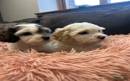 Cavachon dogs for sale: Gorgeous F1 Cavachon puppies - Image 1