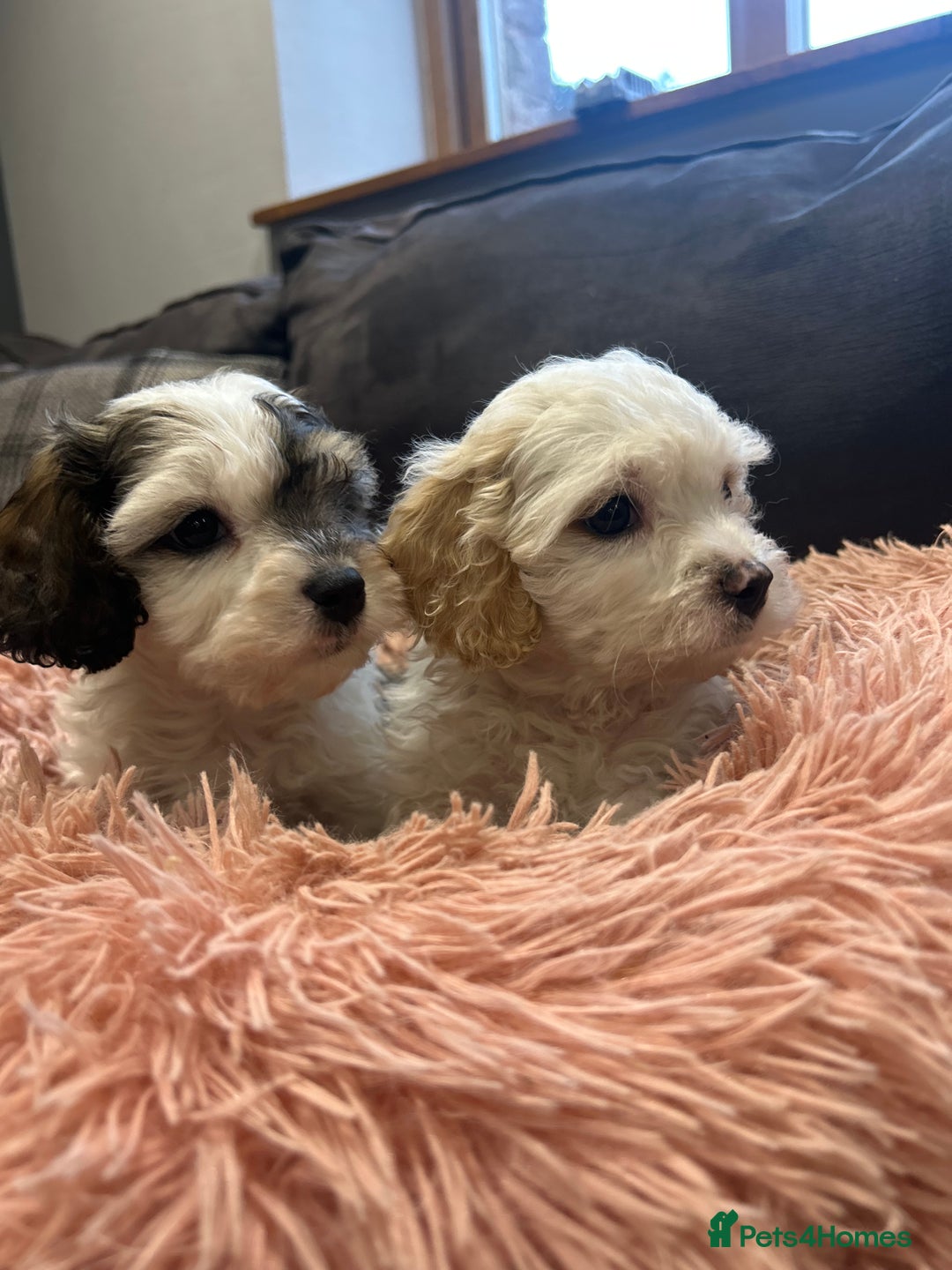 Cavachon dogs for sale: Gorgeous F1 Cavachon puppies - Image 1
