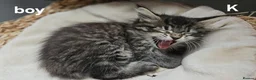 Maine Coon cats for sale: Large Maine Coon kittens regd European bloodline - Advert 5