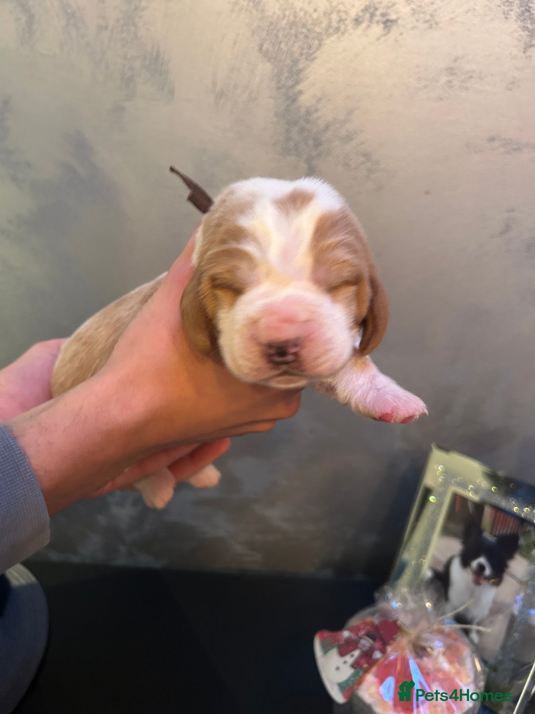 Basset Hound dogs for sale: Stunning Basset hound puppies!! KC reg. - Advert 5