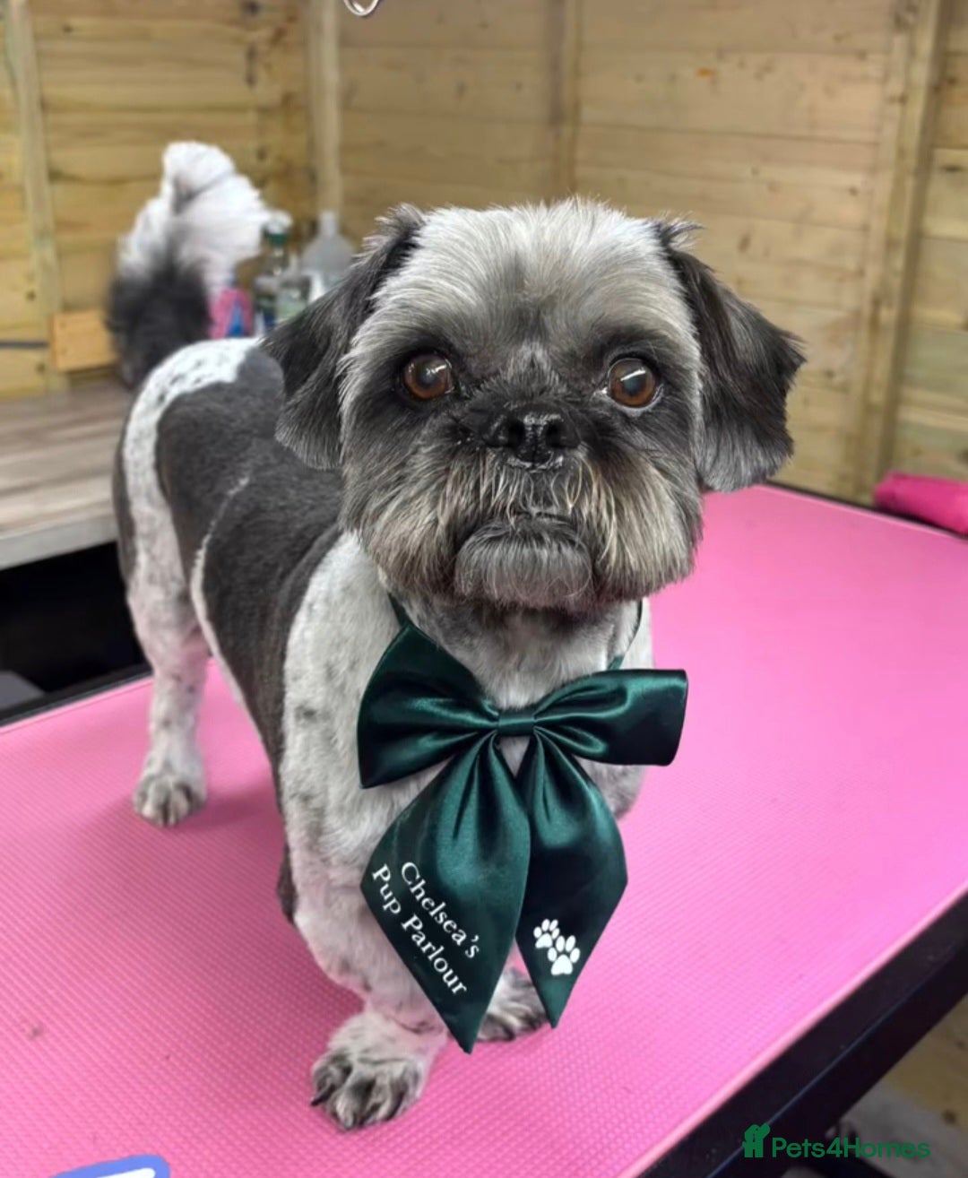 Mixed Breed dogs for sale: Ted, 11 year old Shih Tzu cross - Image 1