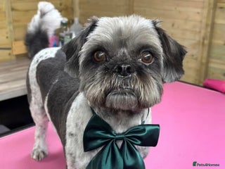 Mixed Breed dogs - Advert 17