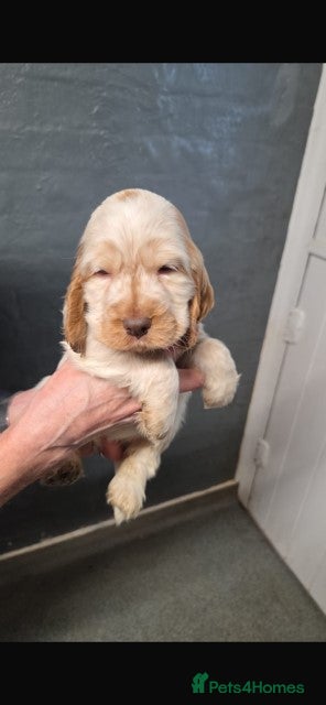 Cocker Spaniel dogs Cocker Spaniel Puppies For Sale - Advert 6