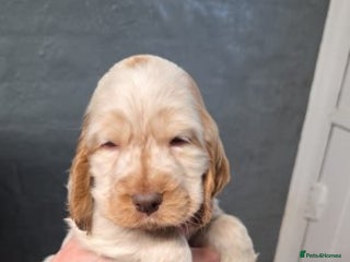Cocker Spaniel dogs Cocker Spaniel Puppies For Sale - Advert 2