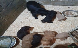 Cockapoo dogs for sale: cockapoo puppies f1 - Image 3