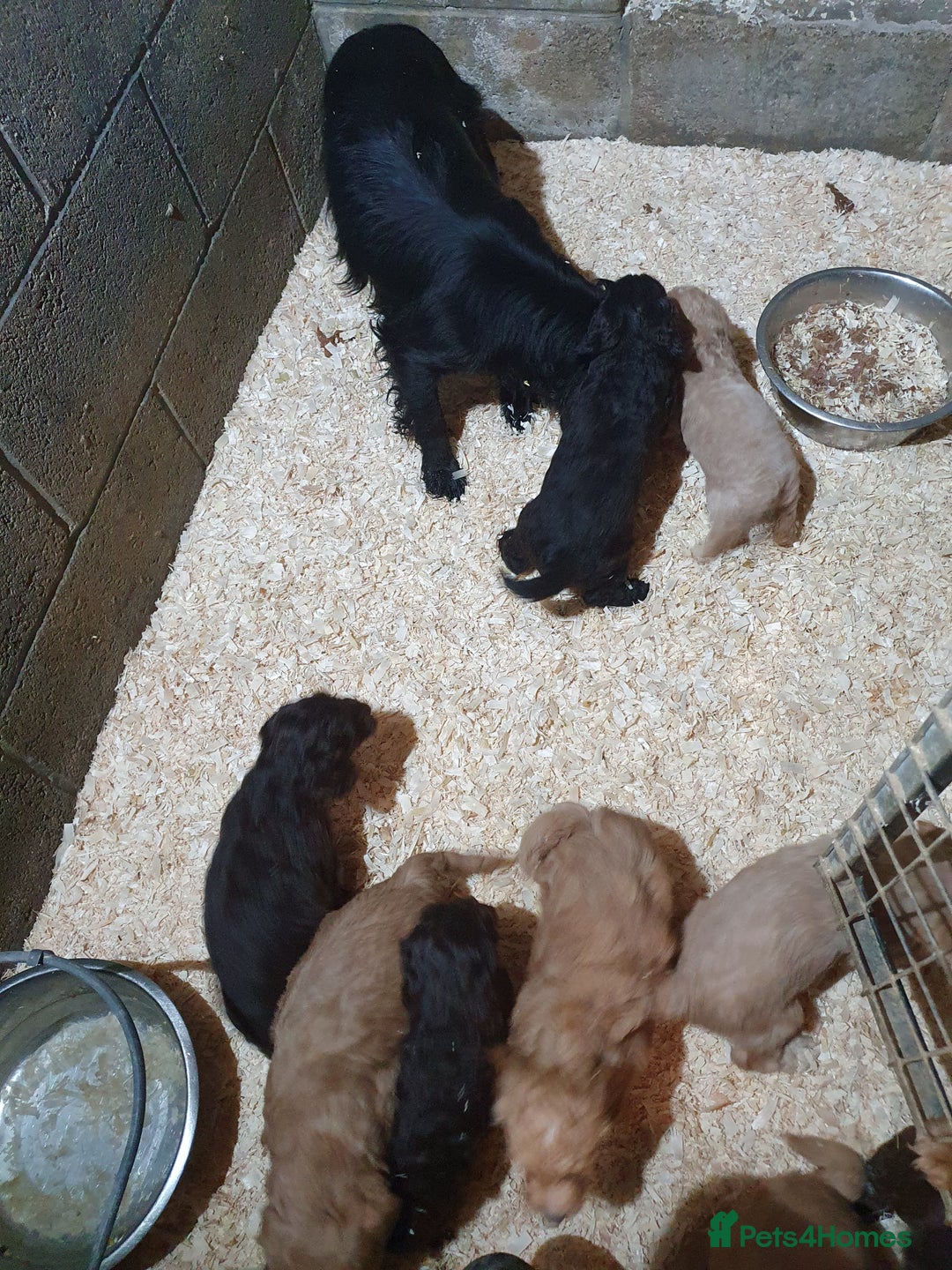 Cockapoo dogs for sale: cockapoo puppies f1 - Image 3