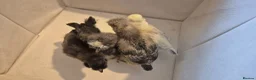 Chickens poultry for sale: 4 chicks available. 2 polskie, 2 polish  - Advert 1