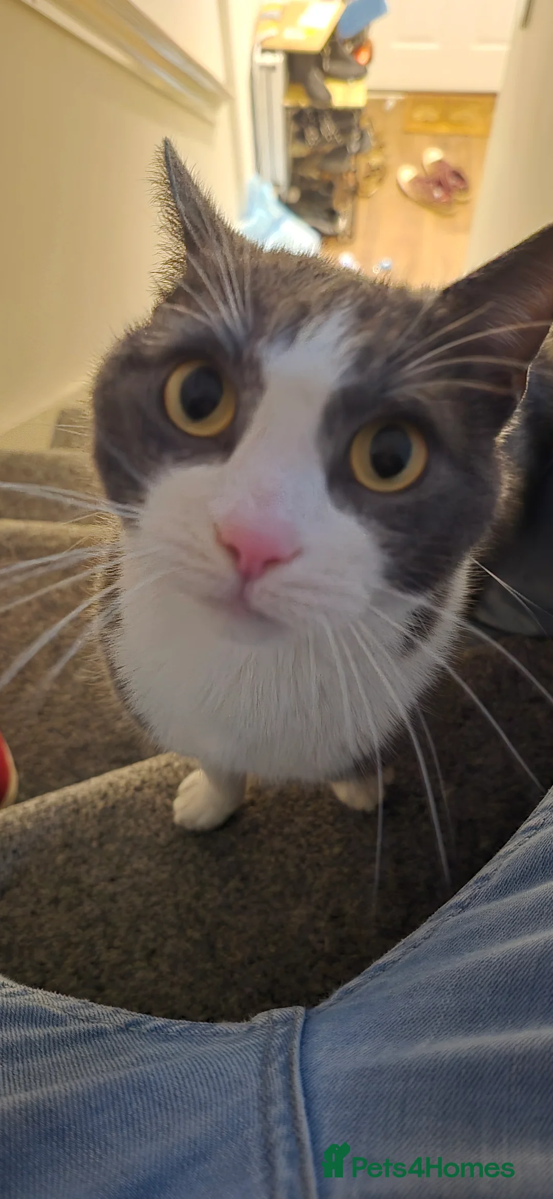 Mixed Breed cats for sale: Juno 7 years old - Advert 10