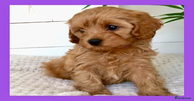 Cavapoo dogs - Advert 9