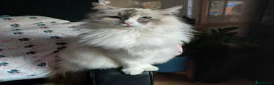 Ragdoll 1