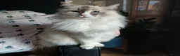 Ragdoll cats for sale: Tortie Ragdoll and Ragdoll x Turkish Angora  - Advert 10