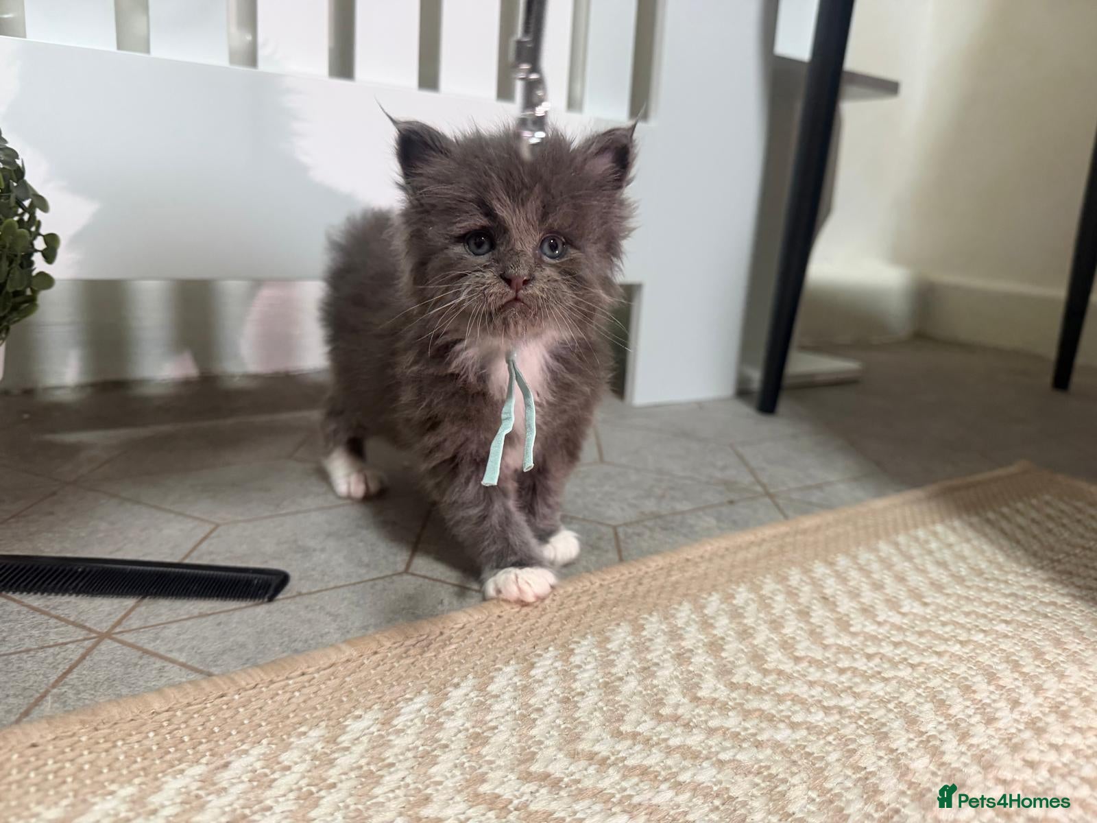 Maine Coon cats Stunning Mainecoon cubs - Advert 10