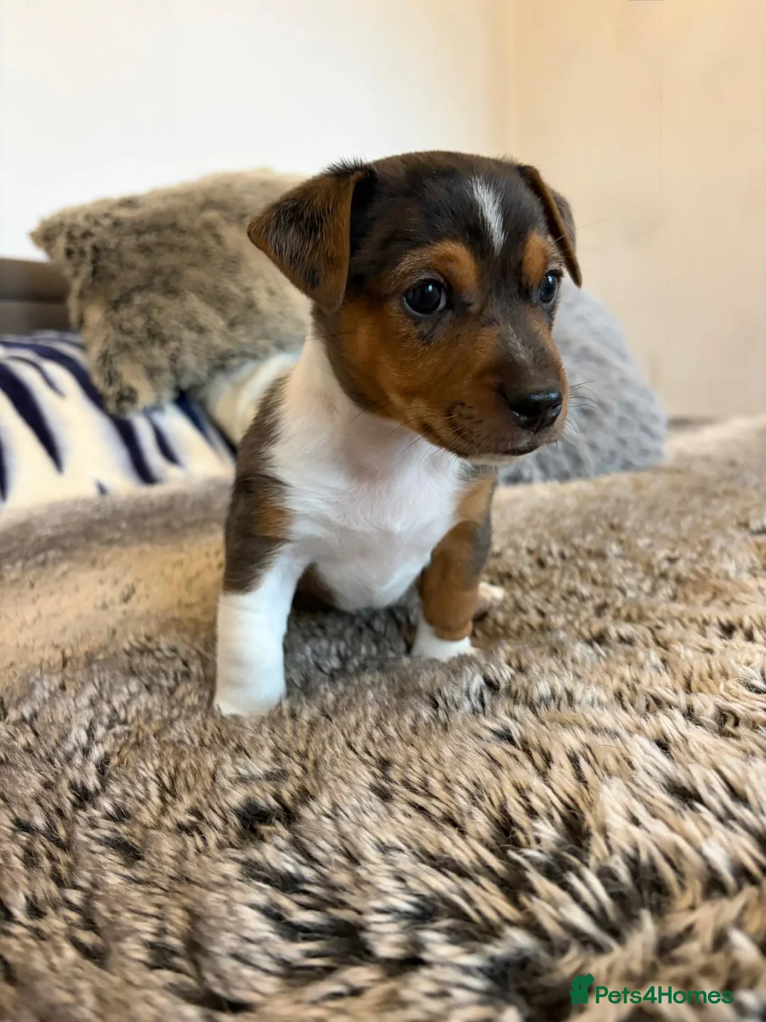 Jack Russell dogs for sale: 1 miniature blue merle boy - Jack Russell  in Northampton - Advert 1