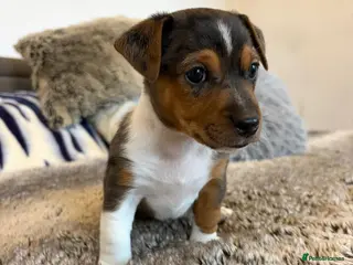 Jack Russell dogs 1 miniature blue merle boy - Jack Russell - Advert 11