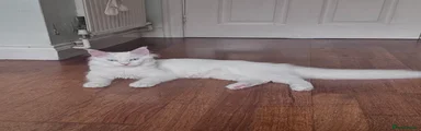Maine Coon Kitten 1