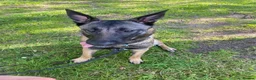 Belgian Shepherd Dog dogs for sale: Male Belgian Malinois in Wirral - Advert 4