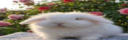 Angora rabbits for sale: Teddywidder bunnies - Advert 17